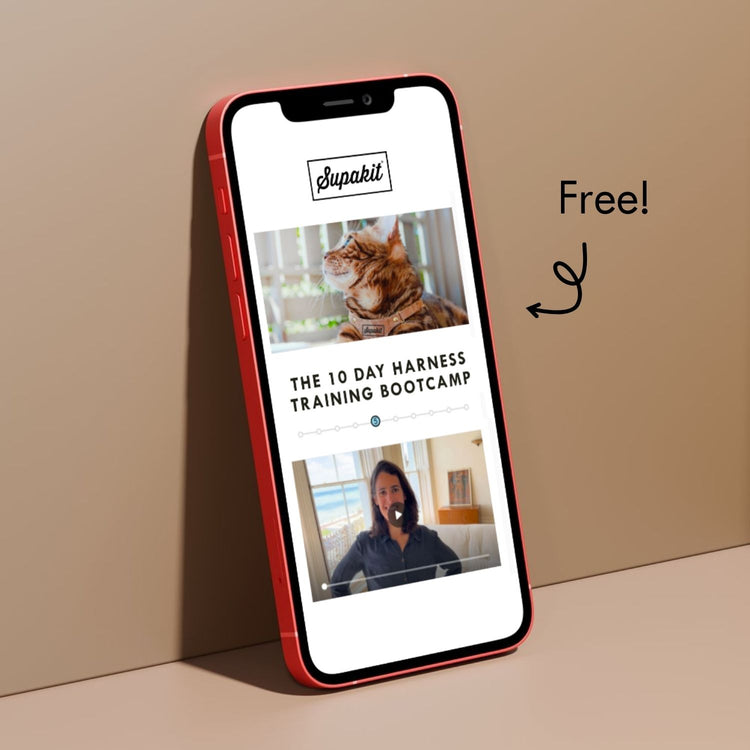 Learn how to put your cat's harness on