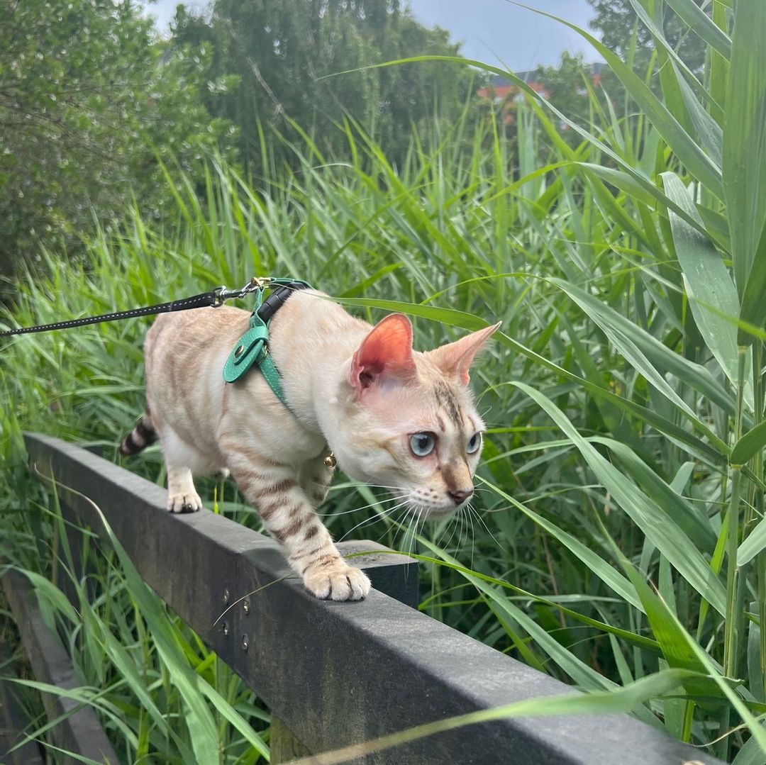 AirTag on Bengal Cat Harness