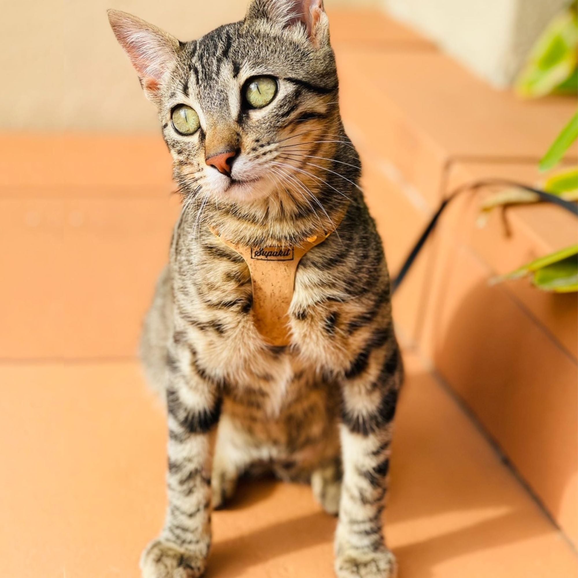 Adventure Cat Wearing Eco Friendly Cat Harness - Supakit