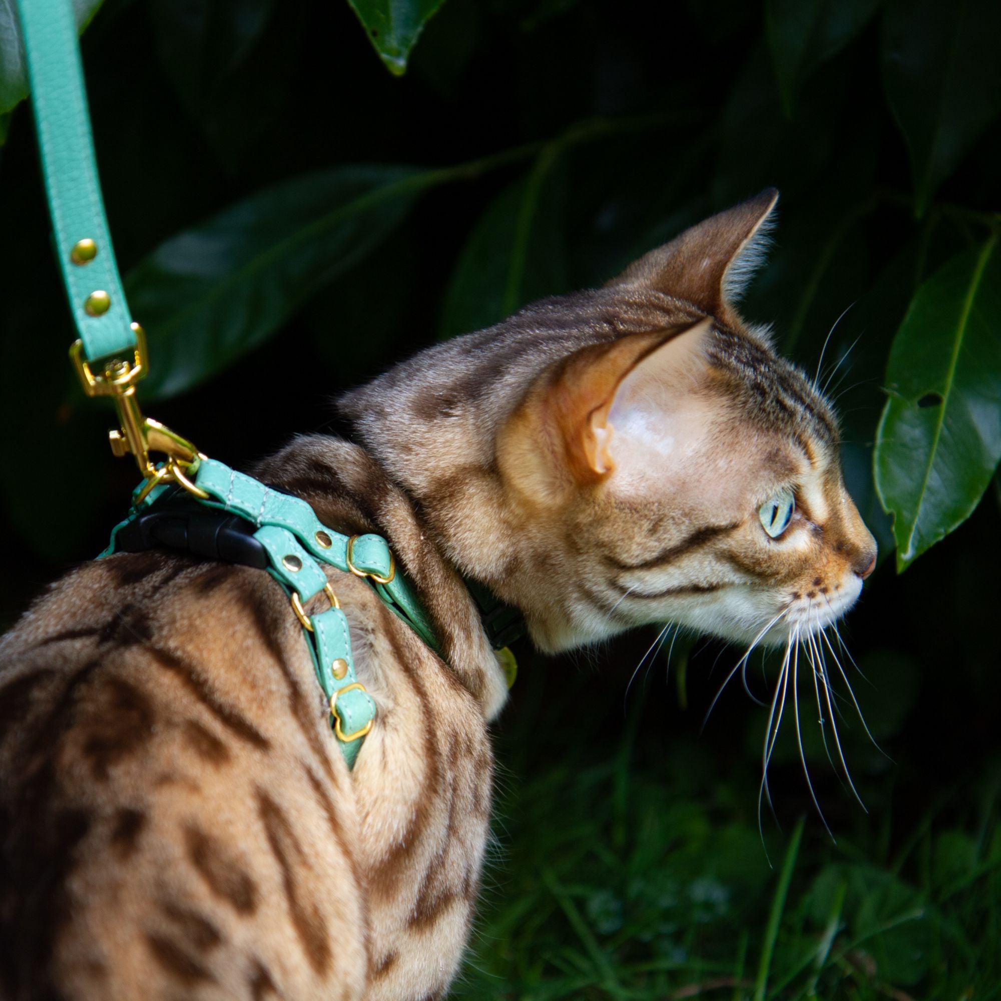 Adventure Cat Wearing Mint Leather Cat Harness and Leash - Supakit