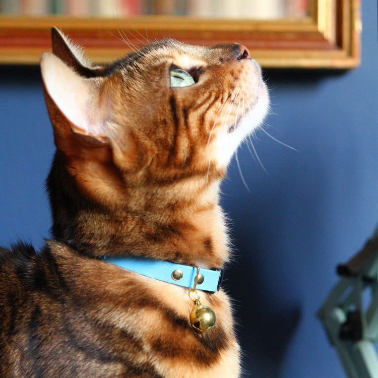 Baby Blue Leather Cat Collar - Bengal Cat - Supakit