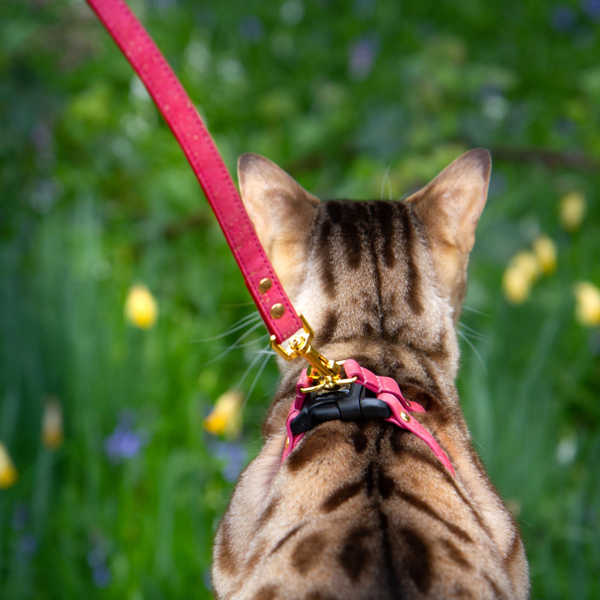Bengal Cat Wearing Cork Cat Harness and Leash - Pink - Supakit
