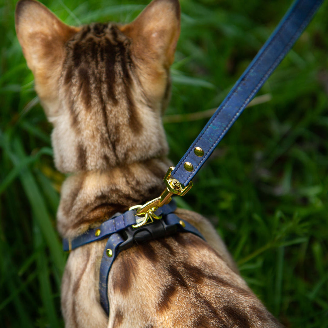 Bengal Cat in Blue Harness and Leash - Supakit