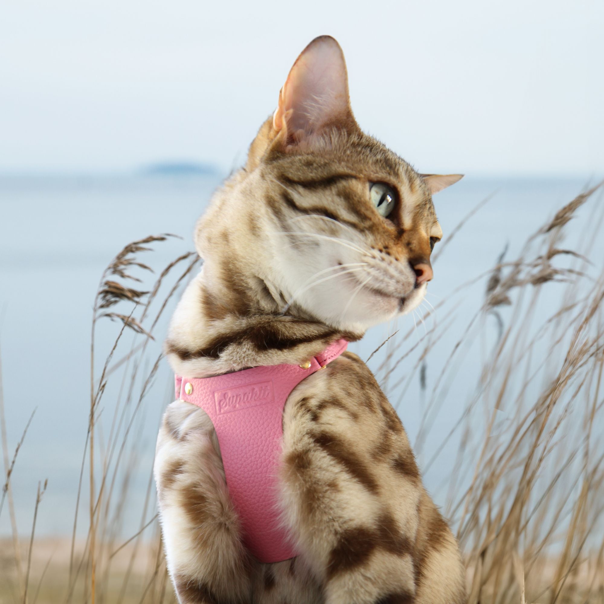Bengal cat in pink cat harness by Supakit