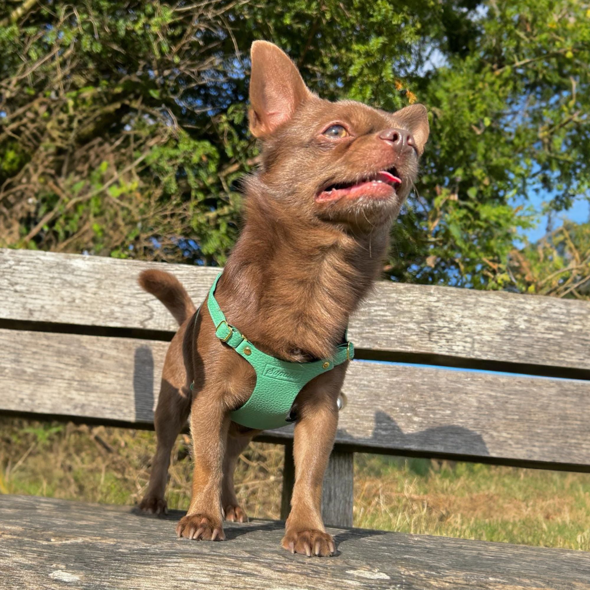Best Chihuahua Harness - Supakit