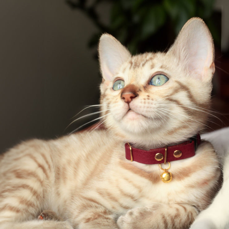 Breakaway Cat Collar - Leather - Burgundy - Supakit