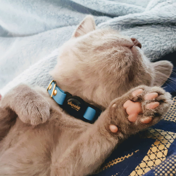 British Shorthair Kitten Wearing Leather Kitten Collar - Supakit