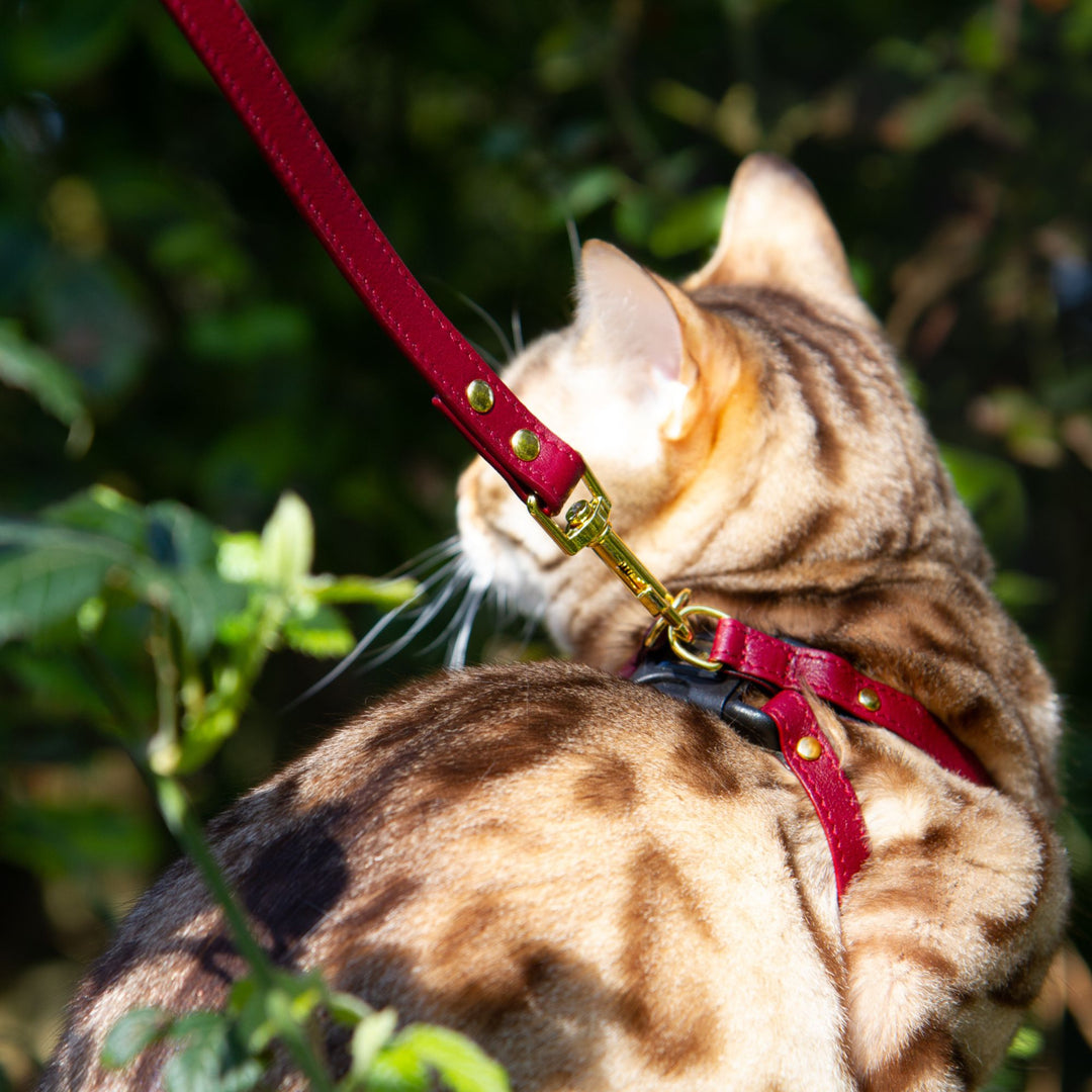 Burgundy Breakaway Leather Cat Collar – Supakit