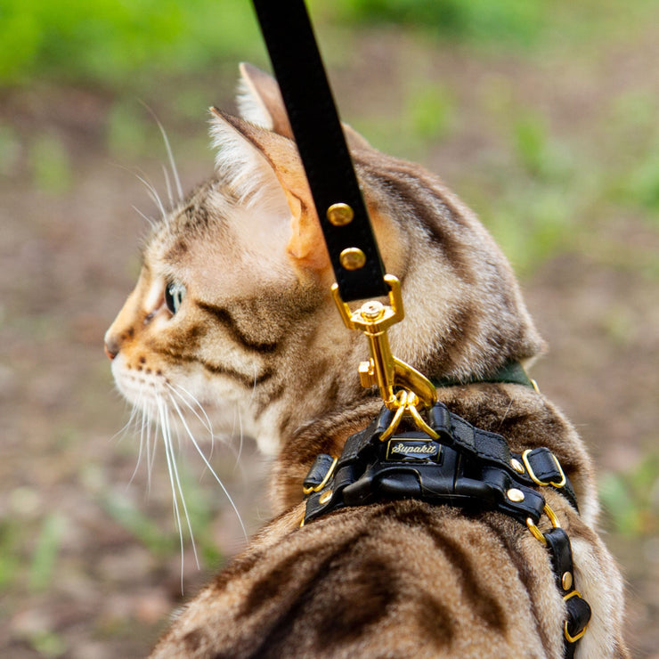 Cat Walking With Harness and Leather Cat Leash - Black - Supakit