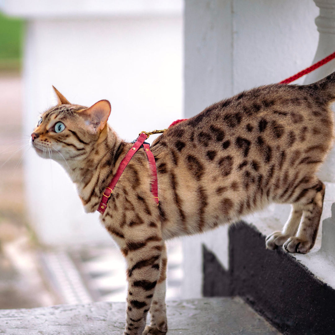 Cat Walking in Cat Harness - Supakit
