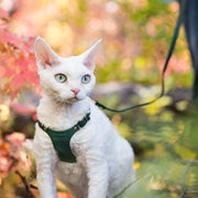 Cat Walking in Green Leather Cat Harness - Supakit