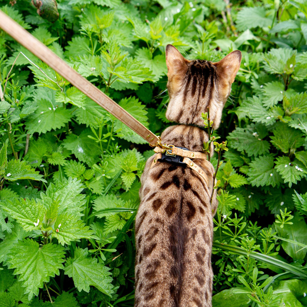 Cat Wearing Cork Cat Harness and Leash - Supakit