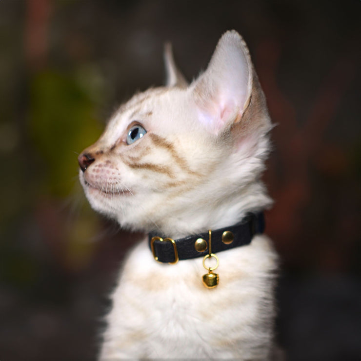 Collar for Kittens - Black Leather - Supakit