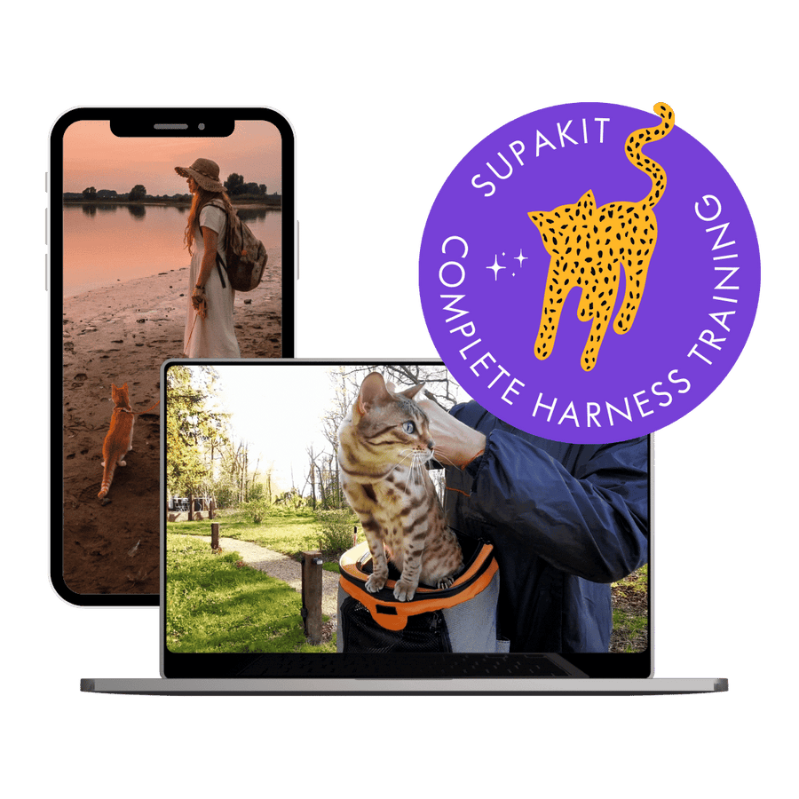 Cat Harness Training Course from Supakit Academy