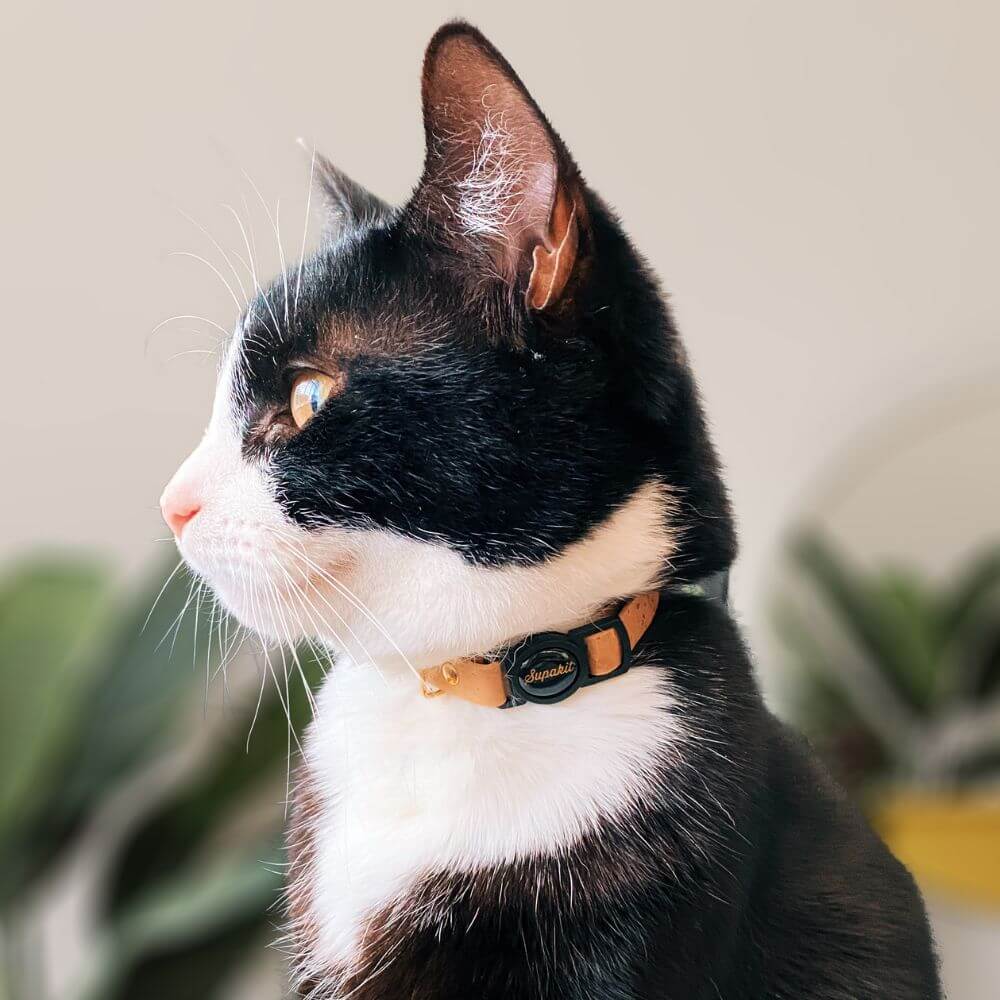 Expensive cat collars hotsell