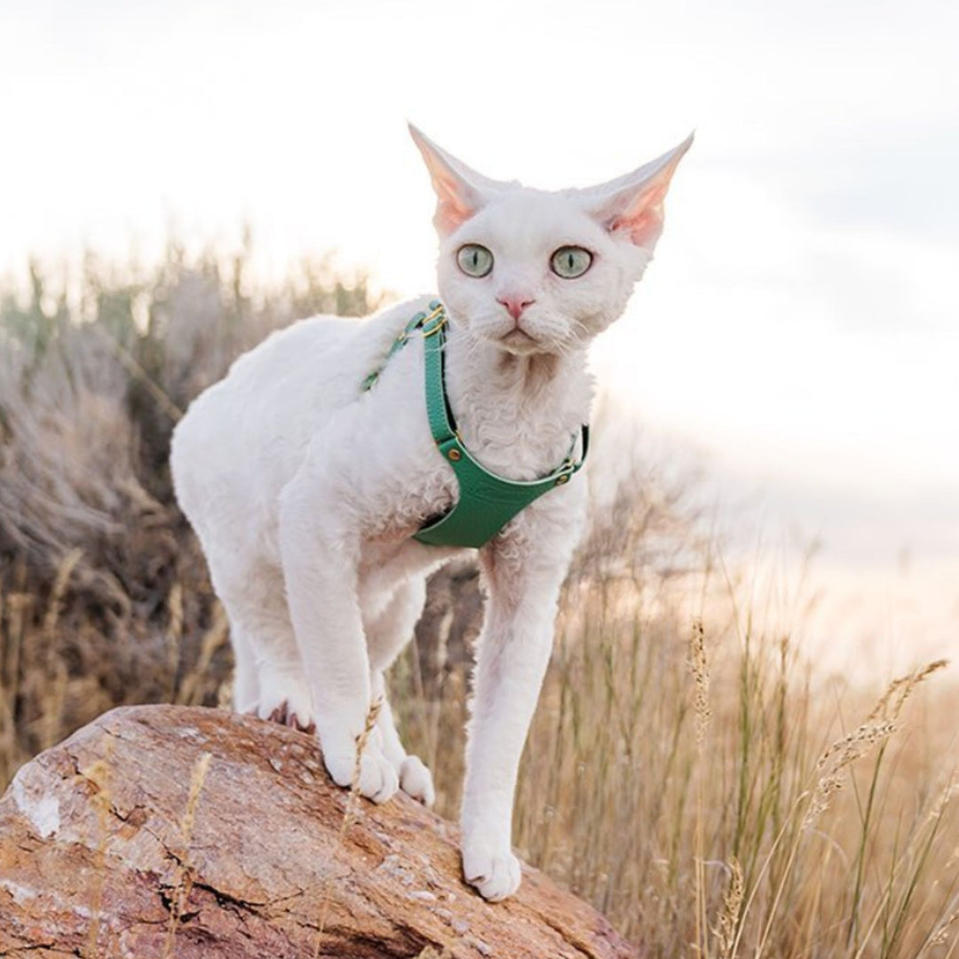 Devon Rex Cat Wearing Mint Green Leather Cat Harness - Supakit