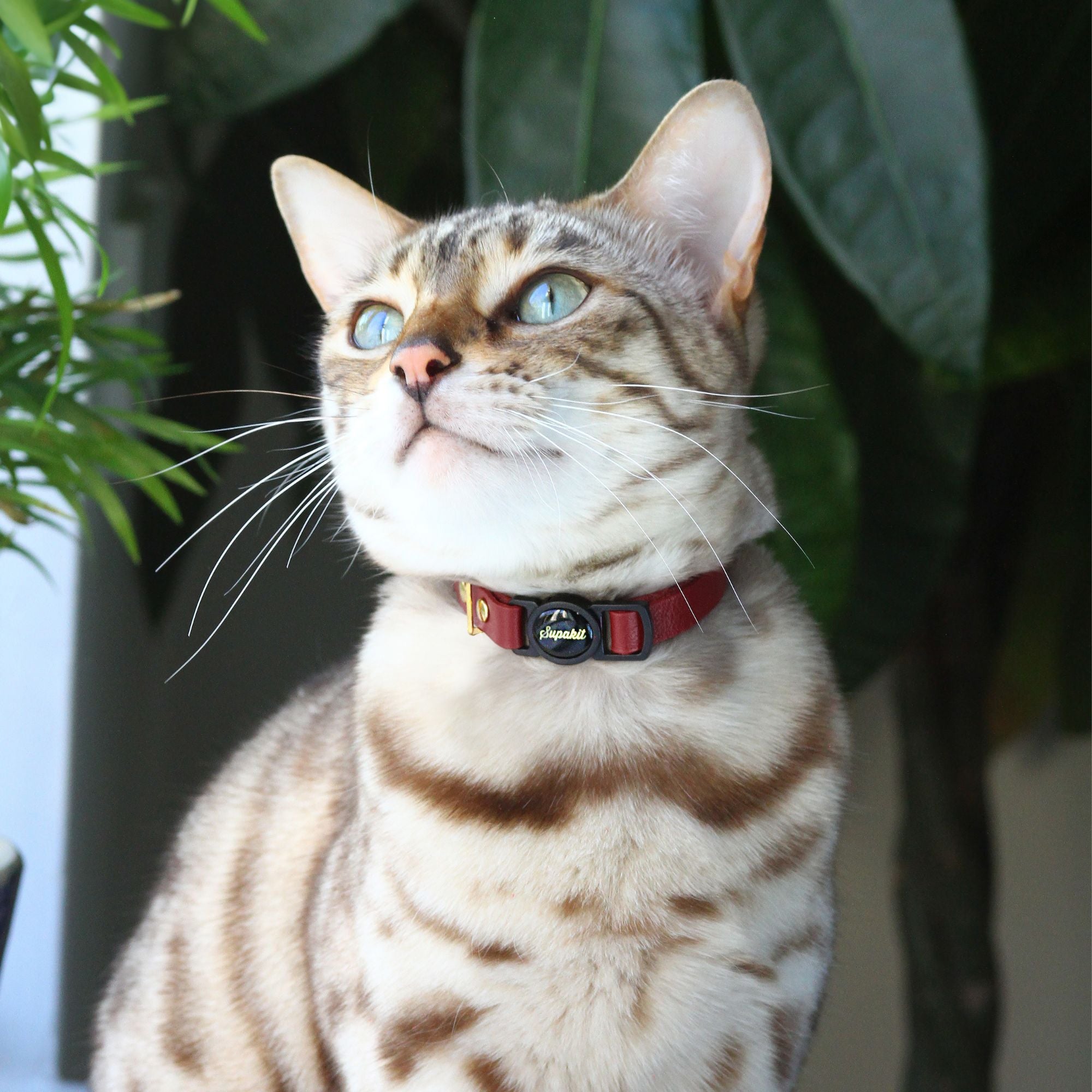 Fancy Cat Collar - Bengal in Leather Cat Collar - Supakit