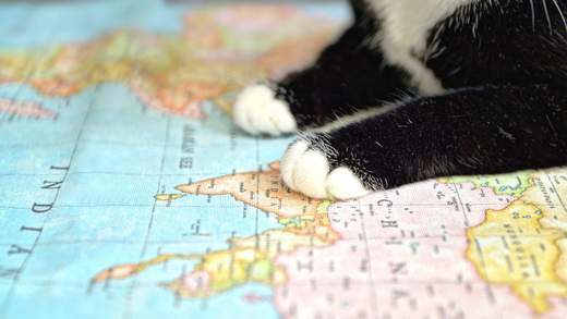 Cat places near discount me