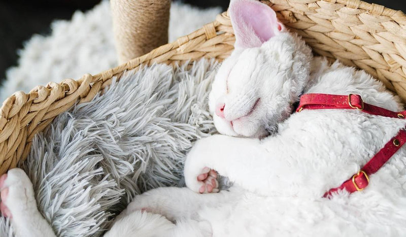 A Cat Harness and Leash for Every Size