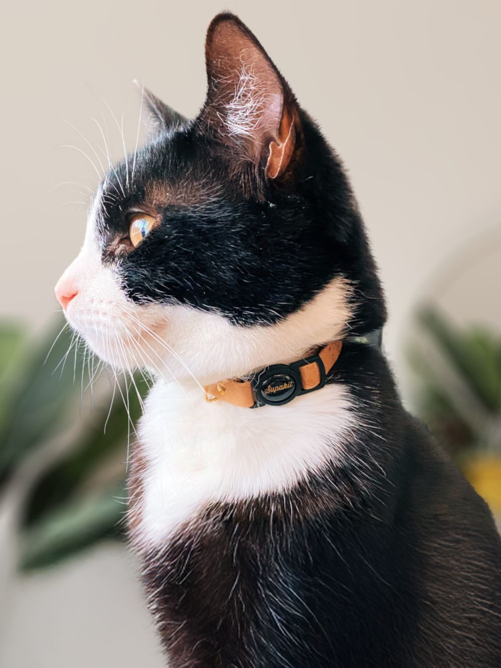 Luxury cat collars hotsell