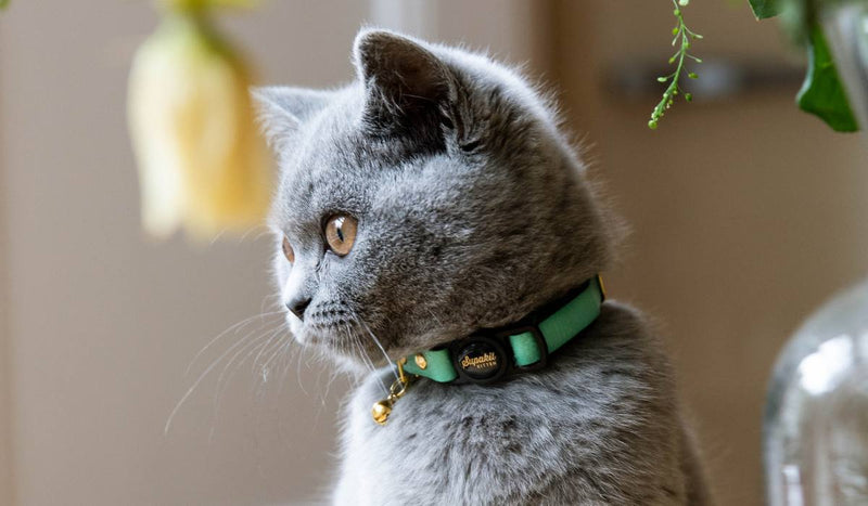 Specially for Kittens