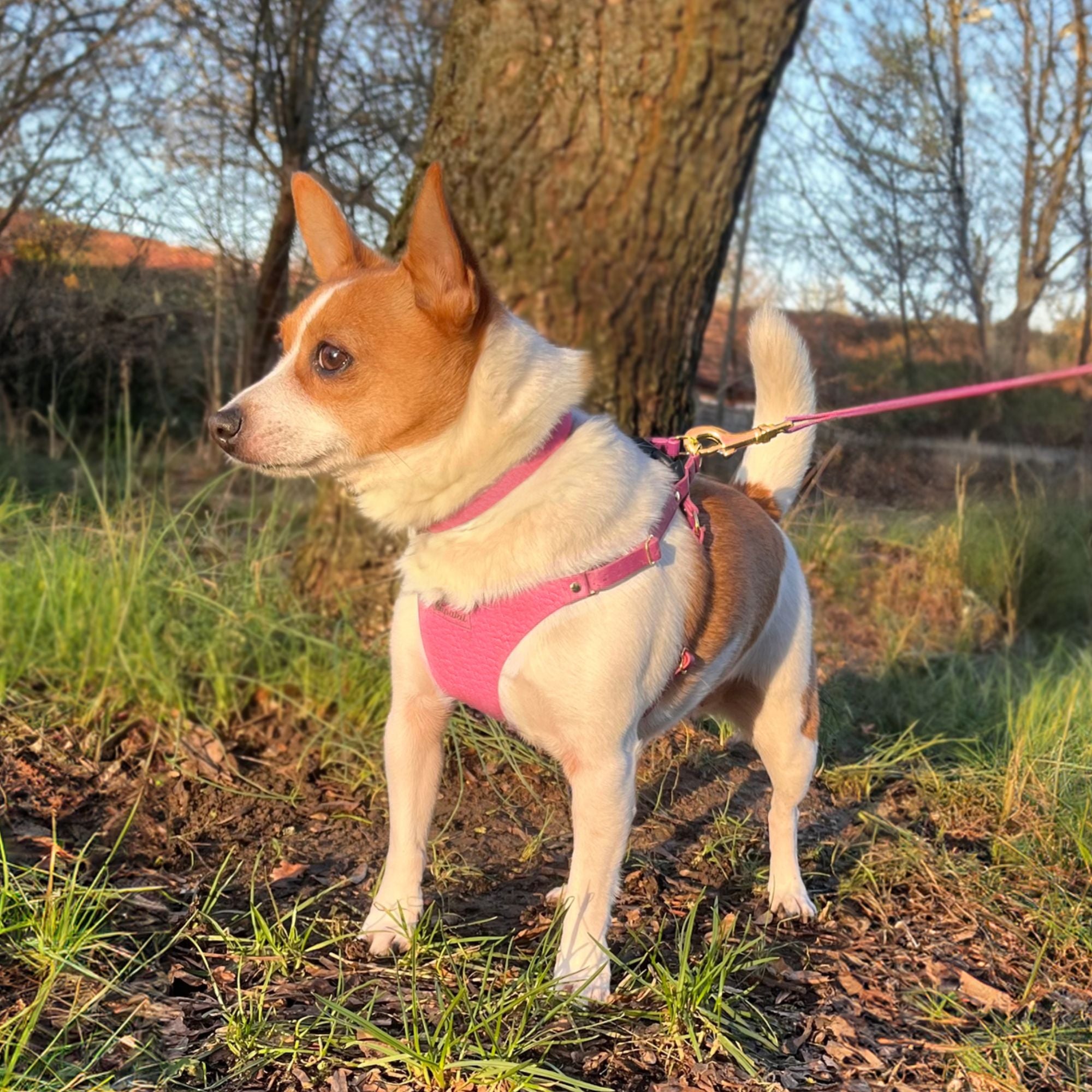Light Pink Dog Harness Small - Leather - Supakit