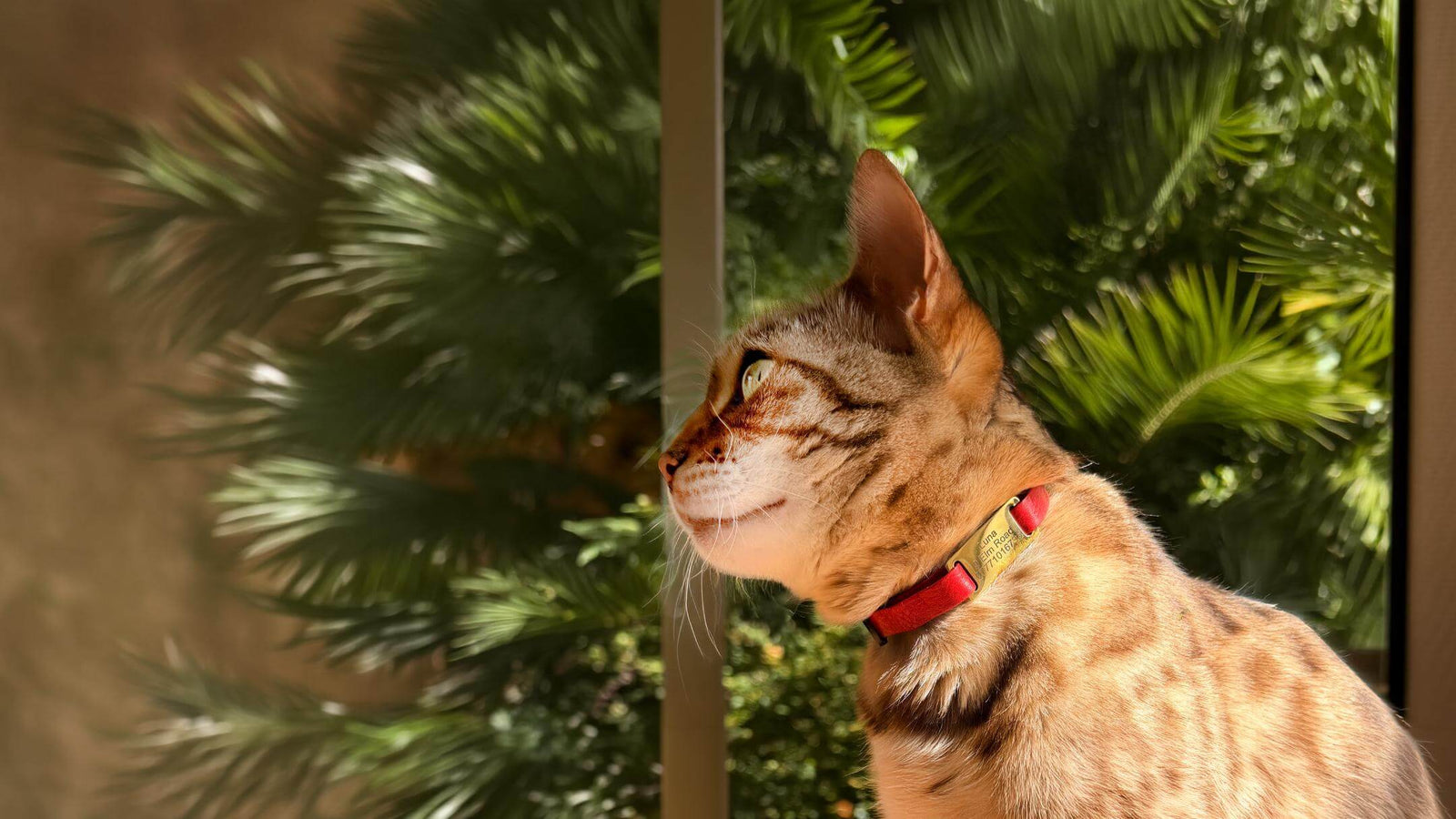 Luxury Cat Accessories - Slide on ID Tag on a Luxury Collar for Cats