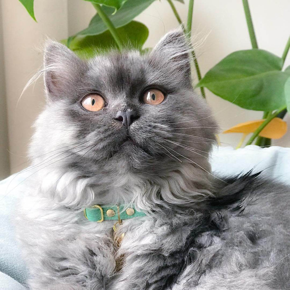 A Grey Longhaired Kitten Wears a Luxury Leather Cat Collar in Mint Green