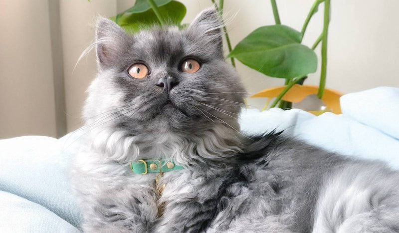 Why Choose Supakit Luxury Cat Collars?