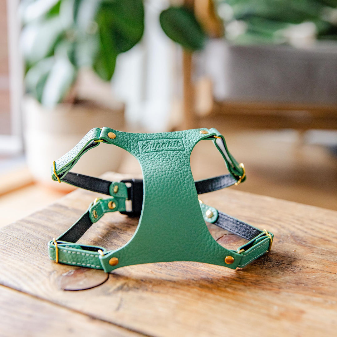 Mint Green Leather Cat Harness - Lifestyle - Supakit