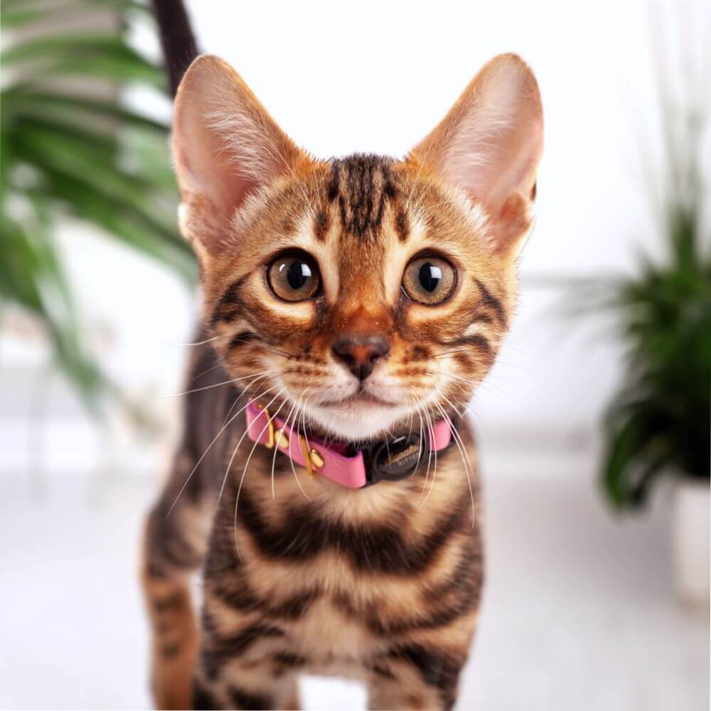 Pink Leather Kitten Collar - Supakit #style_rose-pink-leather