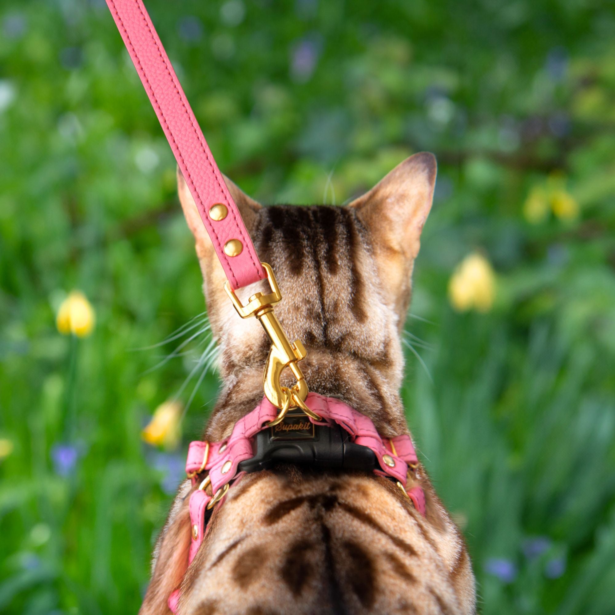 Pink harness and leash for cats