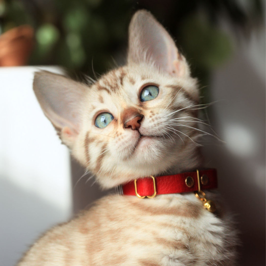 Scarlet Red Breakaway Leather Cat Collar – Supakit