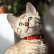 Red Kitten Collar Leather - Supakit