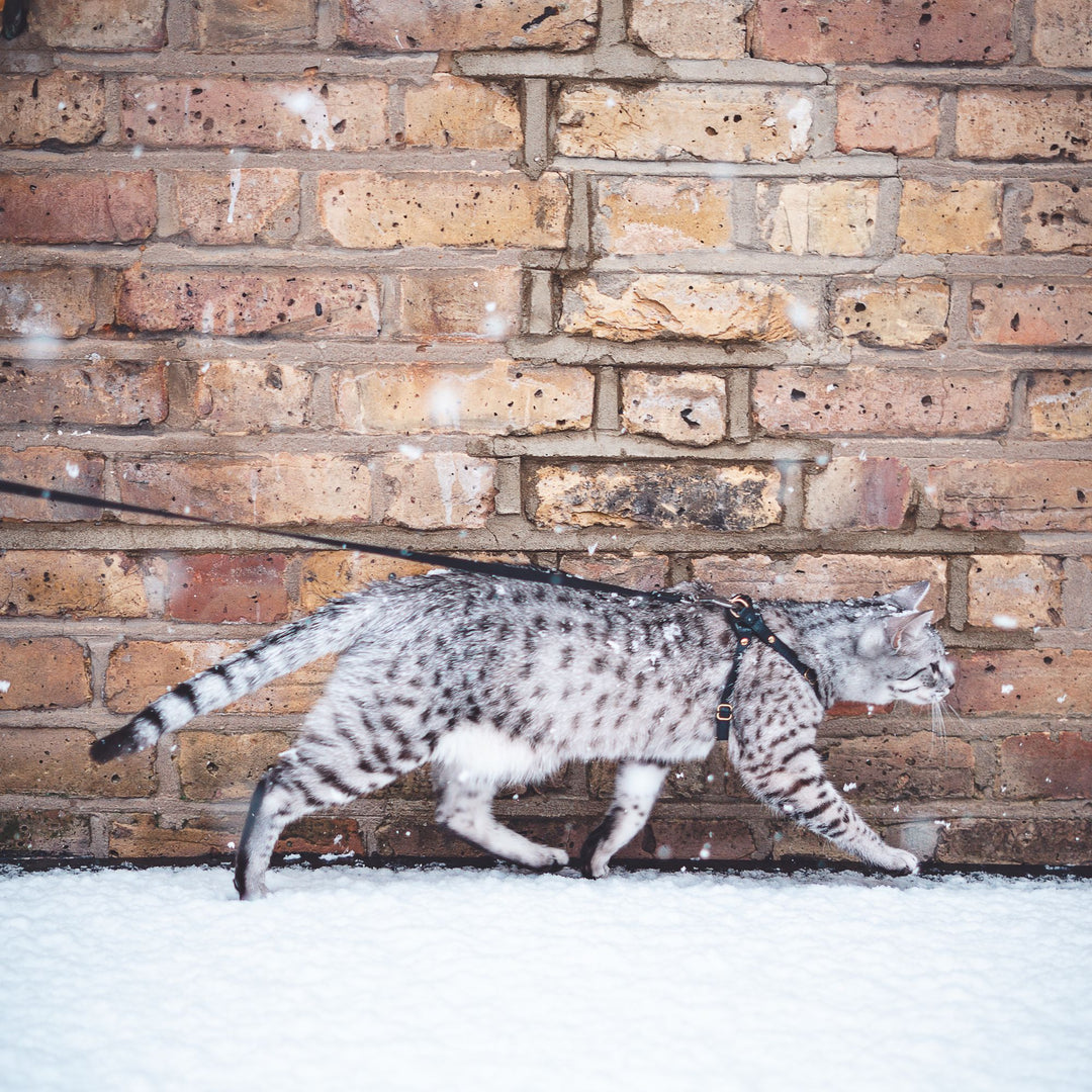 Retractable Cat Leash - Black