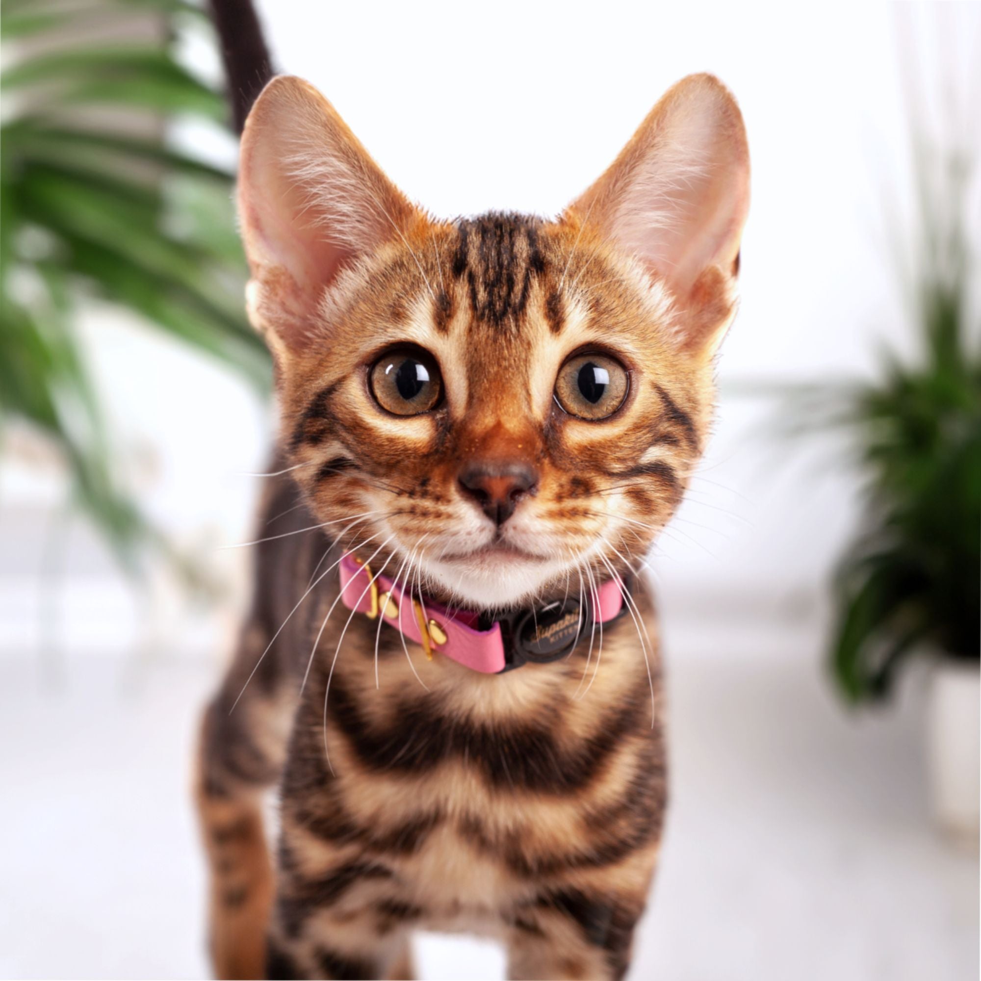 Pink Kitten Collar - Supakit