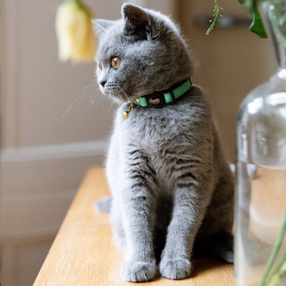 Safe Kitten Collar - Supakit - Mint Green #style_mint-green-leather