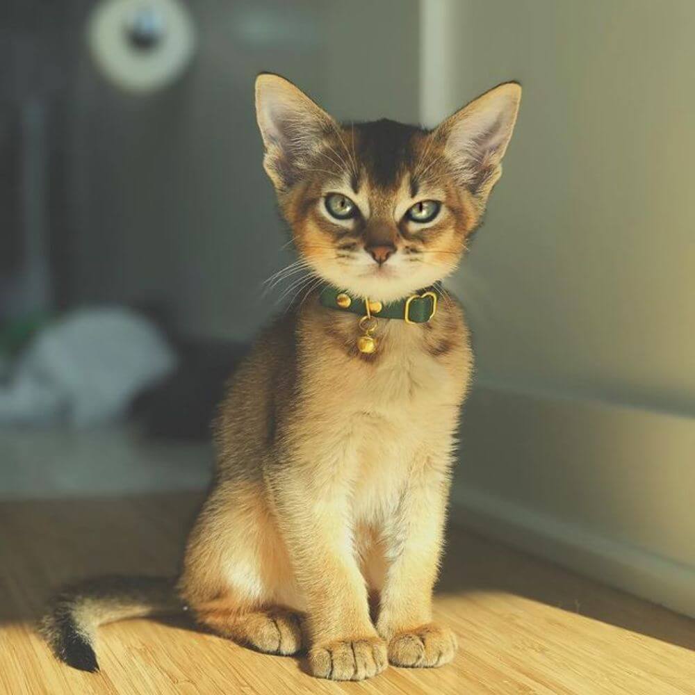 Small Cat Collar - Supakit - Emerald Green #style_emerald-green-leather