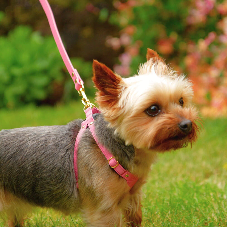 Small Dog Lead - Supapup #style_rose-pink-leather