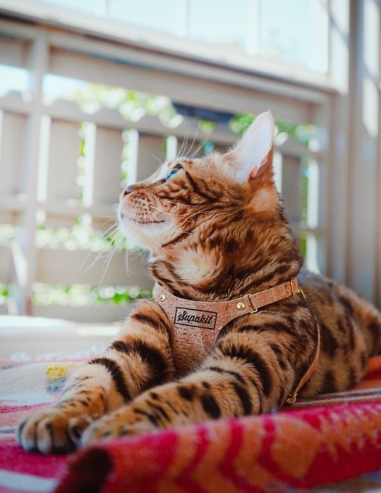 Bengal cat harness