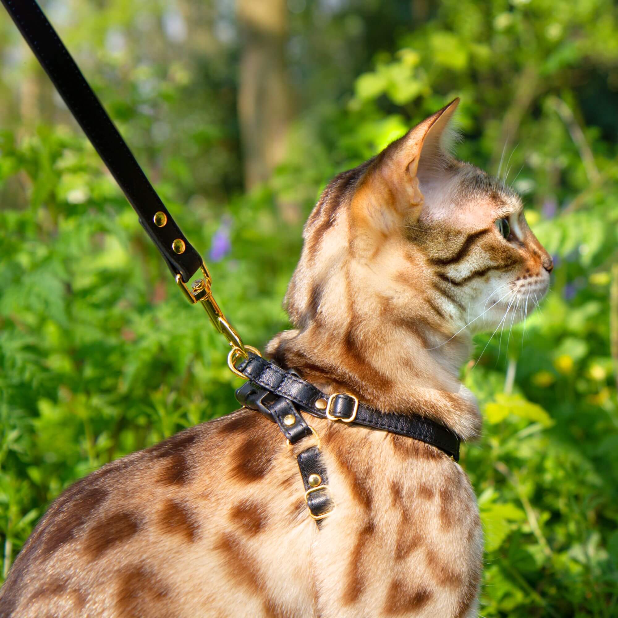 Cat Leash Secure Comfortable Cat Leads Supakit