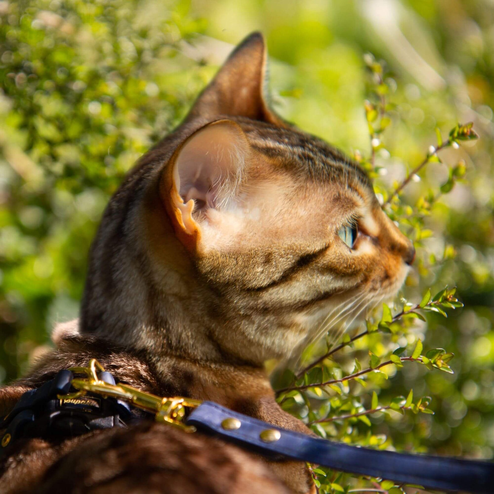 The Supakit Cat Lead #style_blueberry-vegan-cork