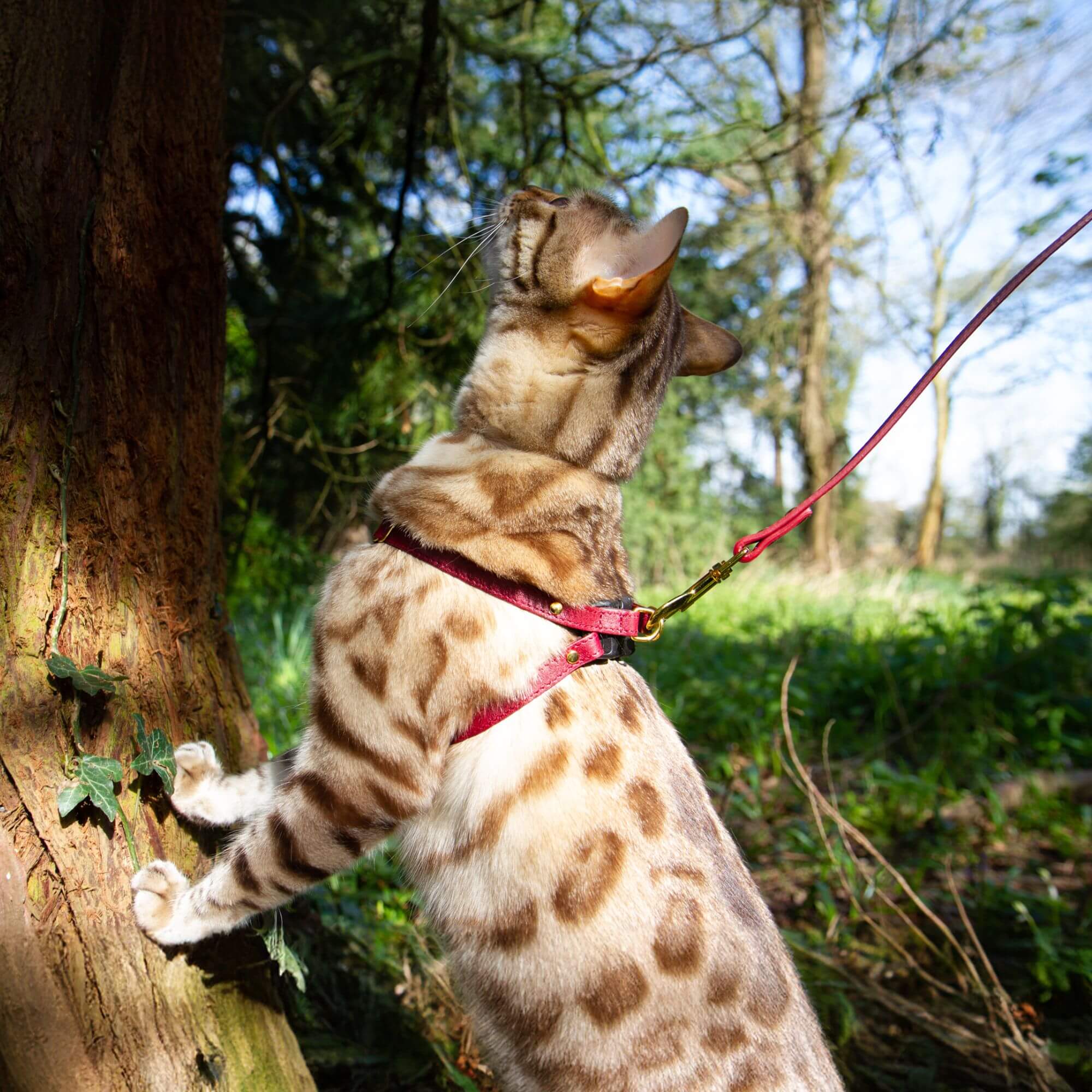 Cat harness and lead hotsell