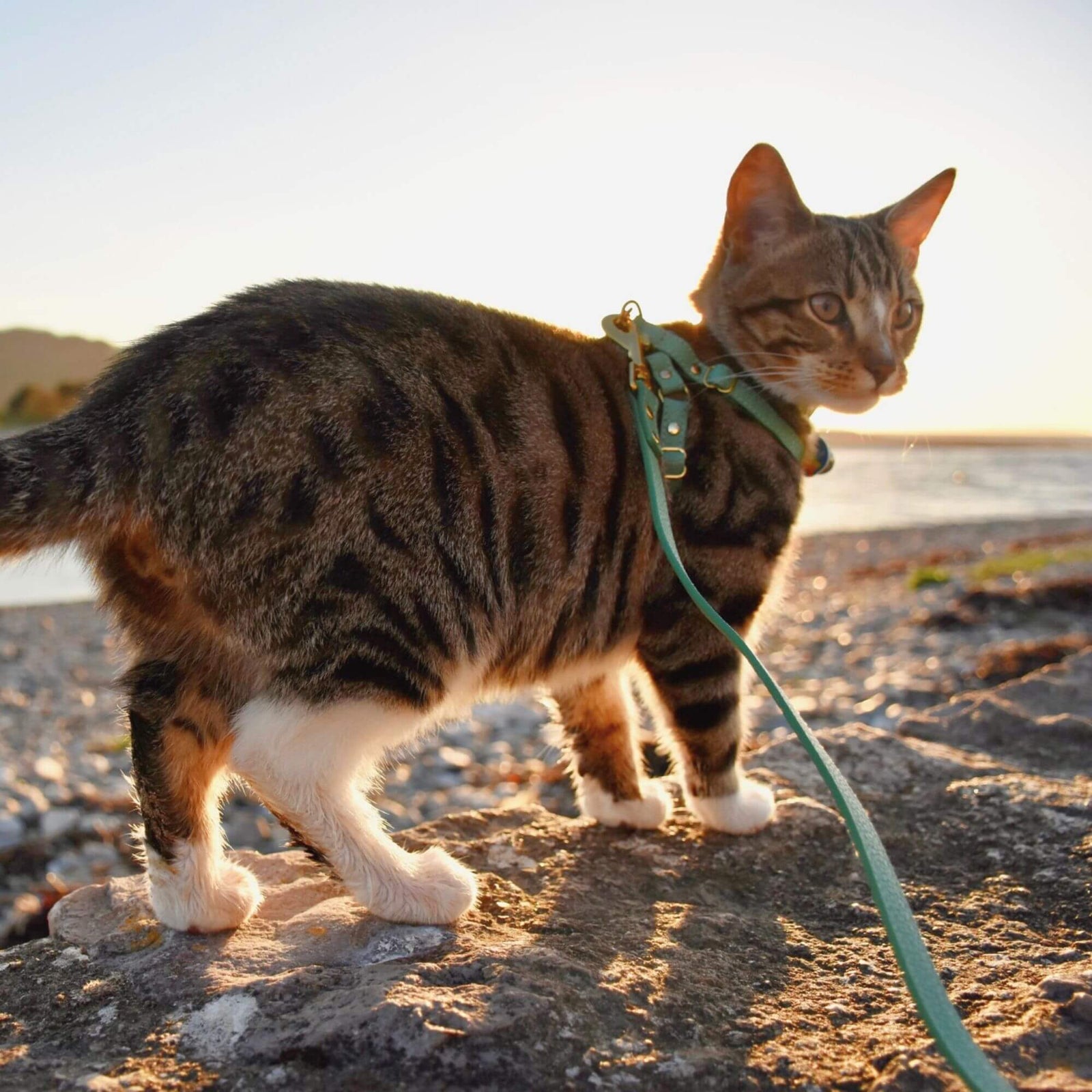 The Supakit Cat Lead #style_mint-green-leather