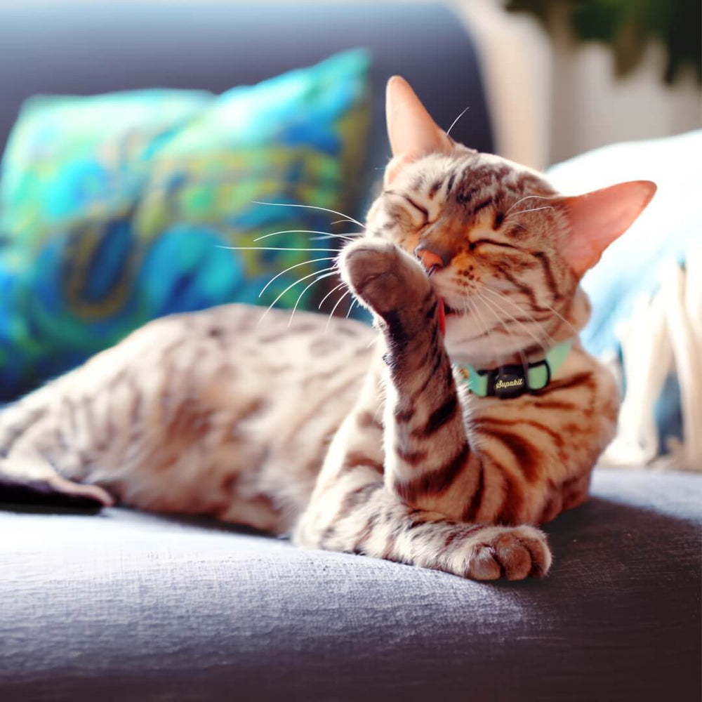 Bengal Cat Wearing the Supakit Breakaway Cat Collar, Looking Happy and Relaxed