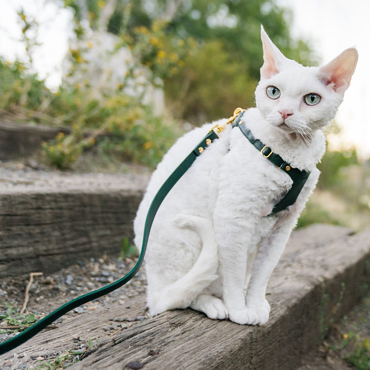 White Cat Wearing Green Leather Cat Harness and Leash Set - Supakit