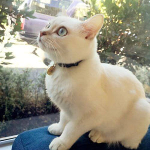 White Cat in Supakit Cat Collar