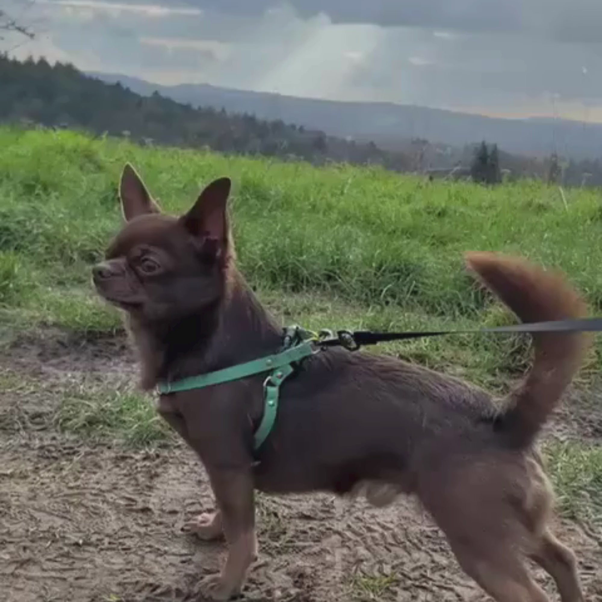 Puppy Chihuahua Harness - Supakit