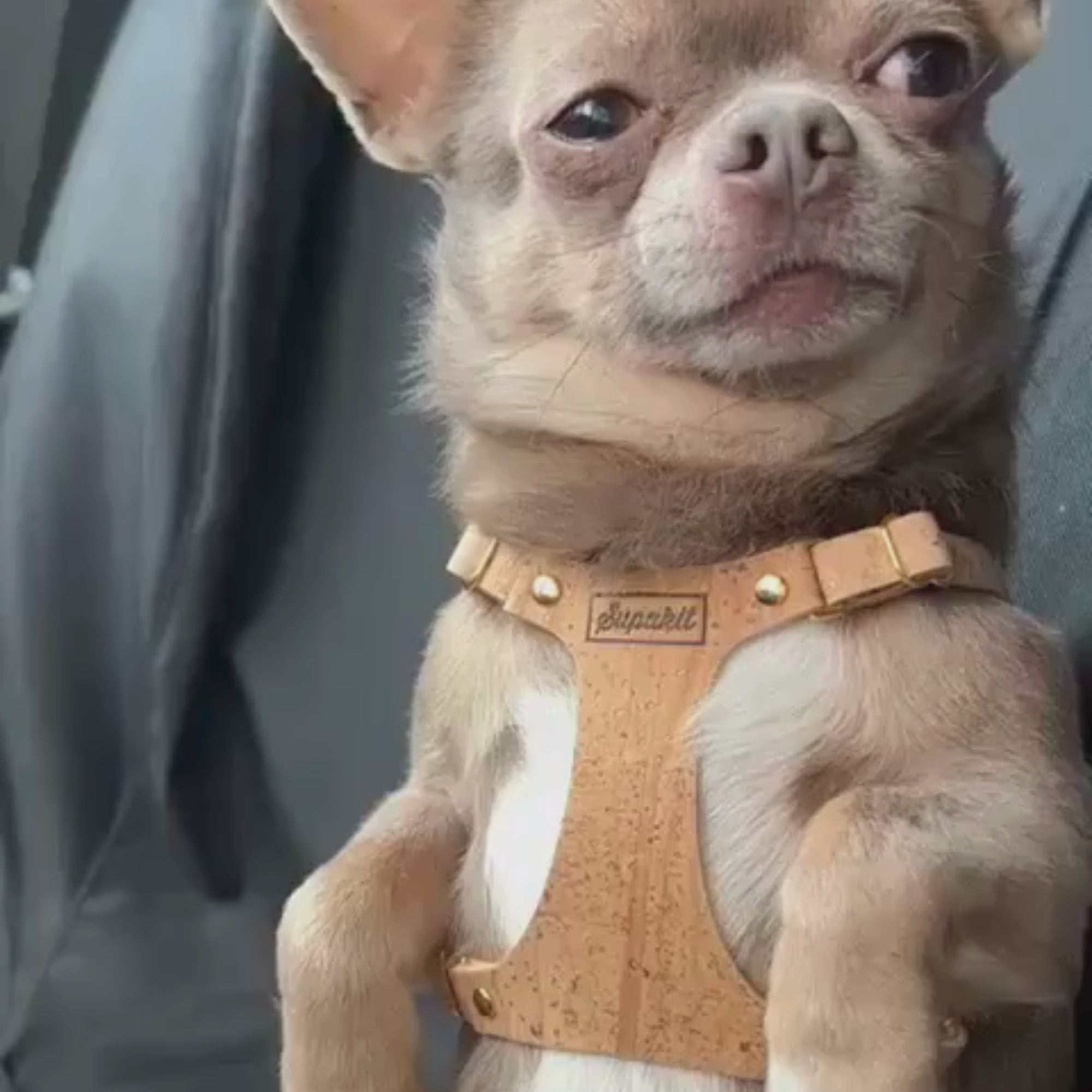 Best Chihuahua Harness - Natural Cork - Supakit