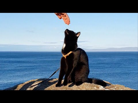 Cork Cat Harness - Natural